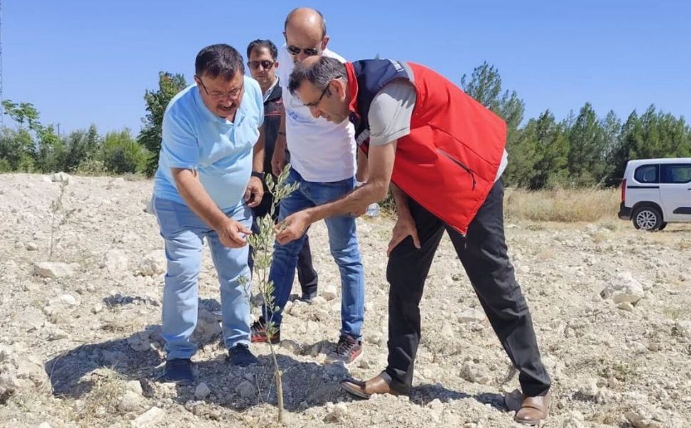 Ulubey’de Zeytin Heyecanı! 87 Fidan İçin Kritik İnceleme
