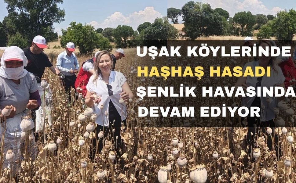 Uşak Köylerinde Haşhaş Hasadı Başladı
