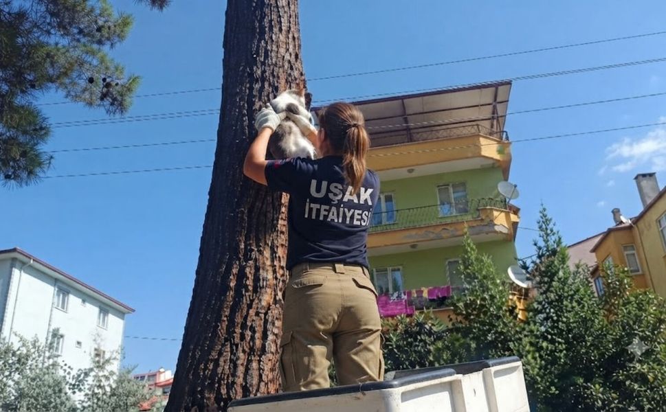 Uşak'ta Ağaçta Mahsur Kalan Kediyi Kadın İtfaiyeci Kurtardı