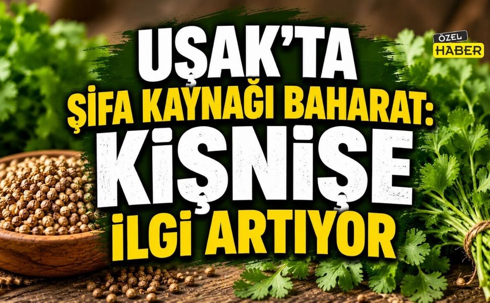 Uşak'ta Şifa Kaynağı Baharat: Kişnişe İlgi Artıyor