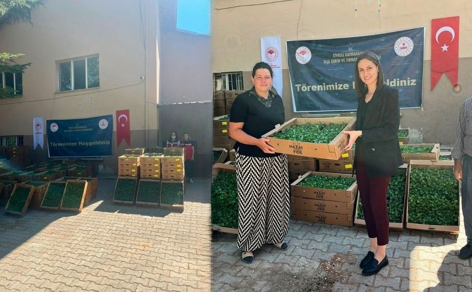 Uşak’ın Sivaslı İlçesinde yüzde 75’i hibe fide dağıtıldı