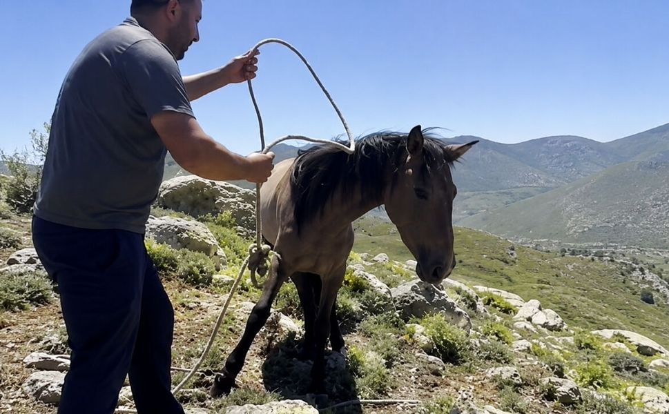 Kan Donduran İddia! Yılkı Atlarını Yakalayıp Etini Satıyorlar