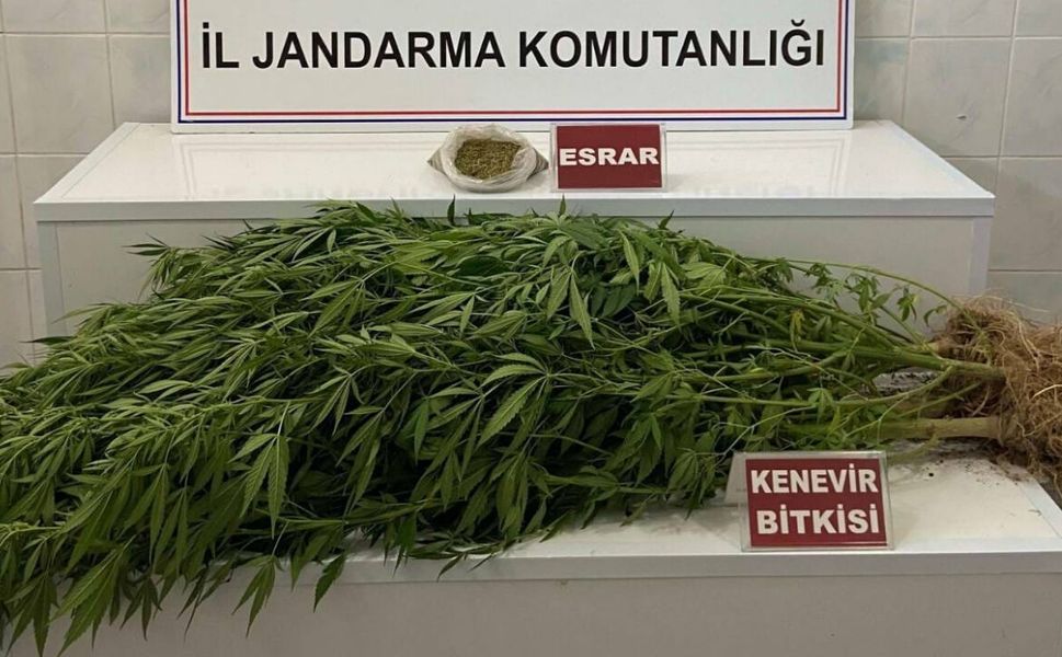 Uşak’ta Evlerden Kenevir ve Esrar Çıktı