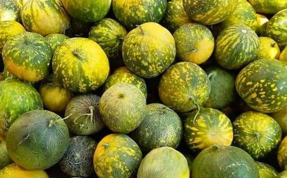 Uşak’ta Kavun Yarışması Düzenleniyor