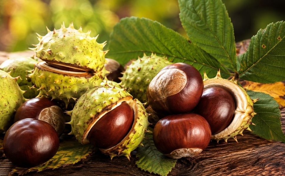 At Kestanesi Şifa Diye Kullanılıyor Ama Bu Uyarı Çok Önemli