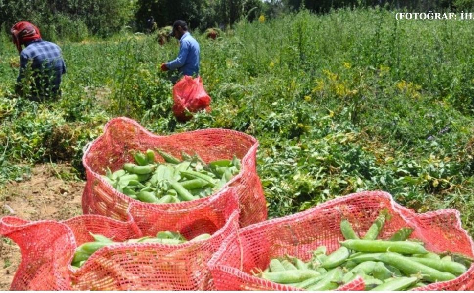 Uşak’ta çiftçilere yüzde 50 hibeli destek