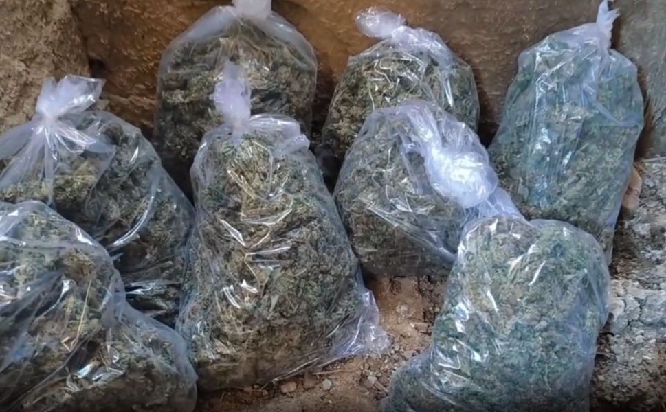 217 Bin Kök Kenevir İmha Edildi