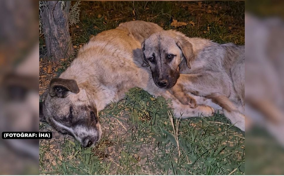 Uşak Belediyesi Köpek Ölümü Hakkında İnceleme Başlattı