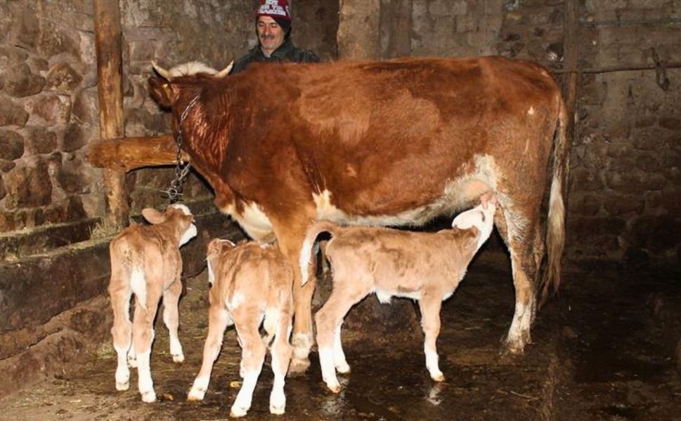 Uşak’ta Hayvancılık Desteği Başladı