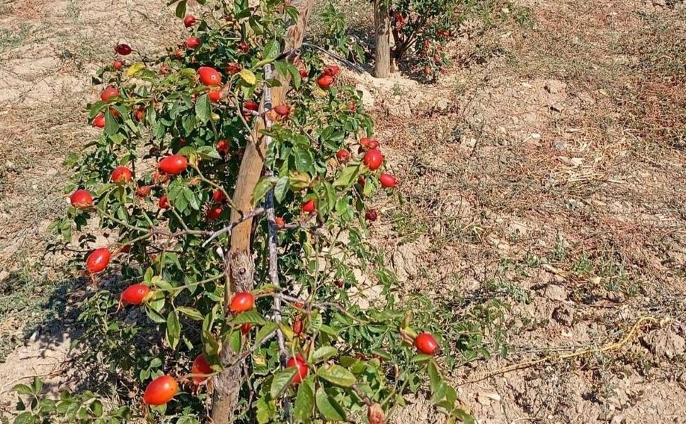 Uşak’ta Kuşburnu İlk Hasatta Yüz Güldürdü