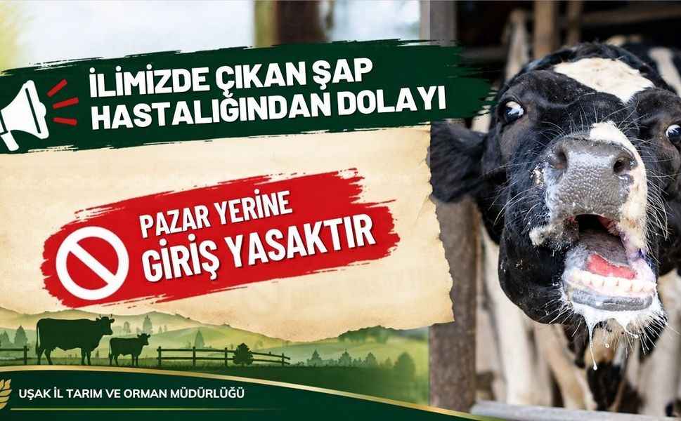 Uşak’ta Şap Hastalığı Alarmı! Hayvan Pazarları Kapatıldı