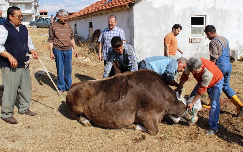 Usk Kurban (2)