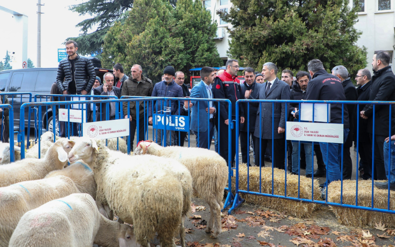 Uşak Haberleri Eşme Koyunu Dağıtım