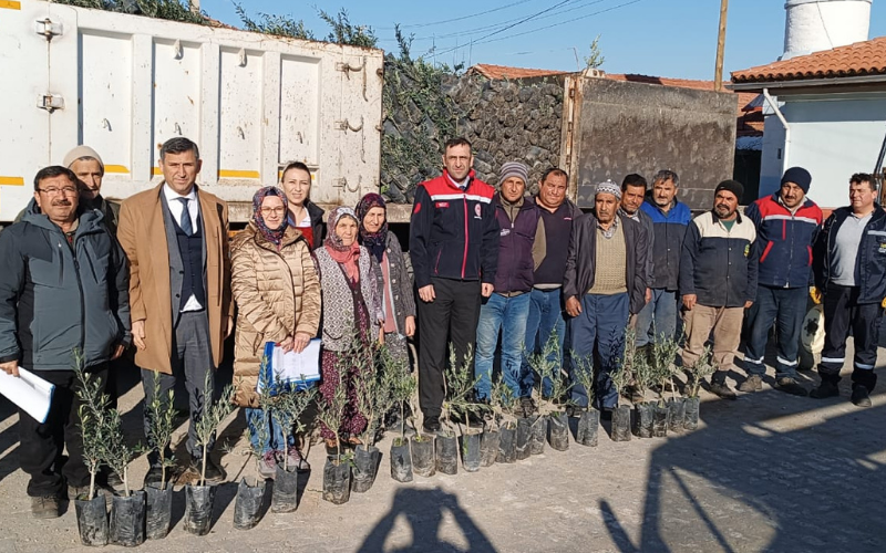 Gemlik Zeytini Uşak