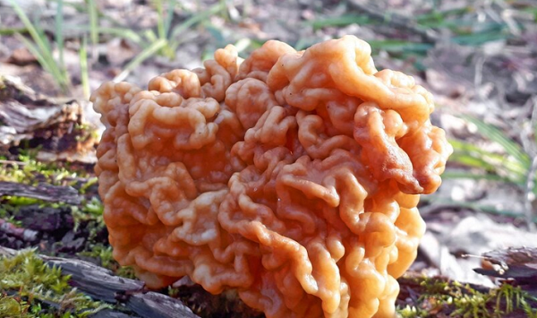 Gyromitra-1