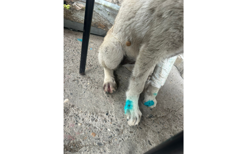 Köpek (1)-2