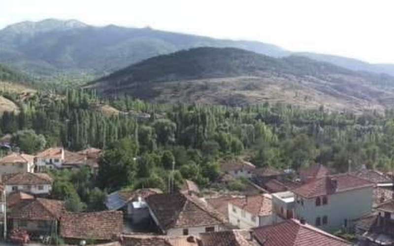 Ayı