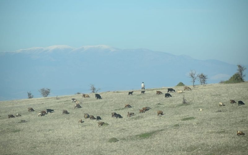 Ilyaslı 23