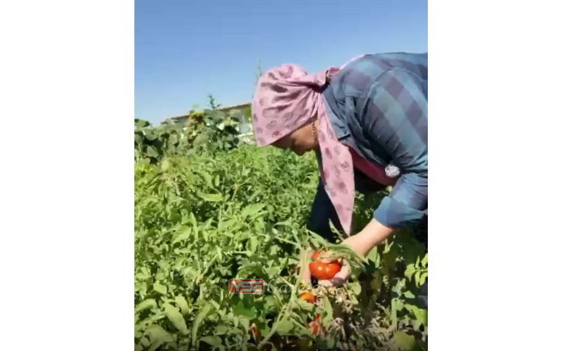Tarım Teyze 2