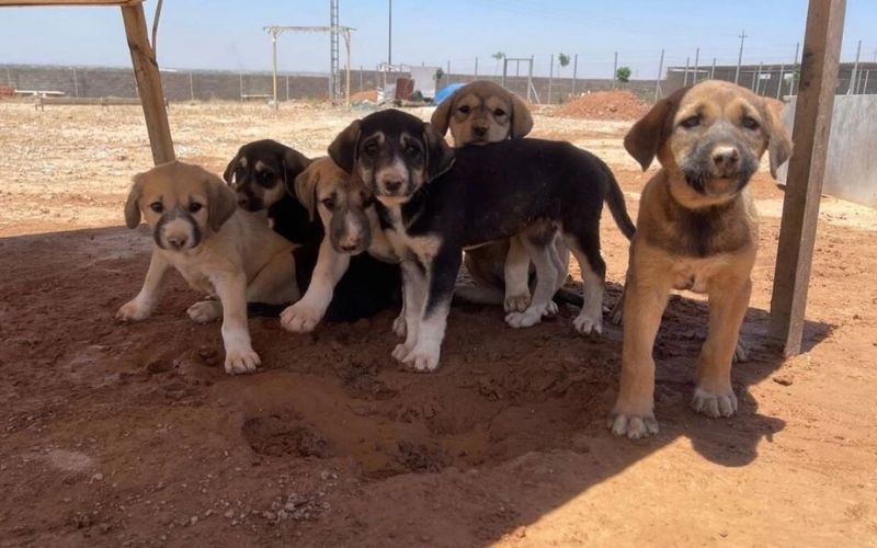 Köpekler