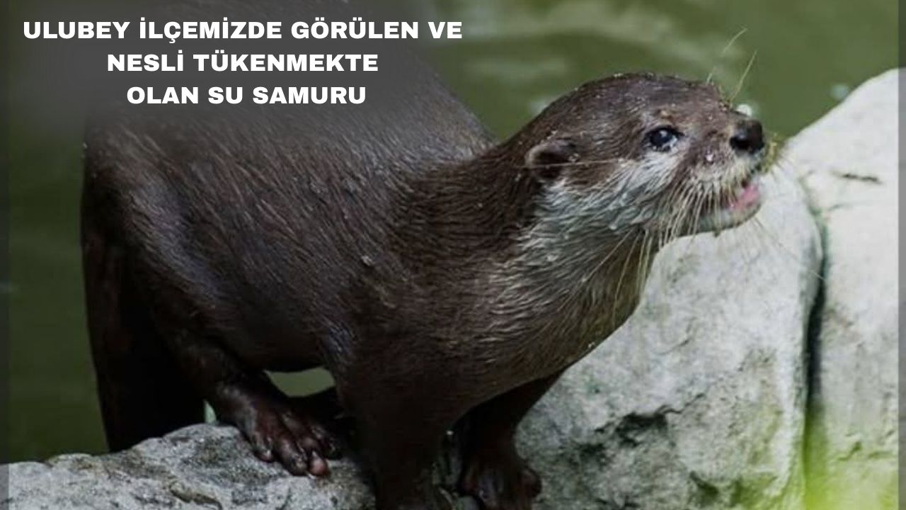 Bir Alt Başlık Ekleyin (4)