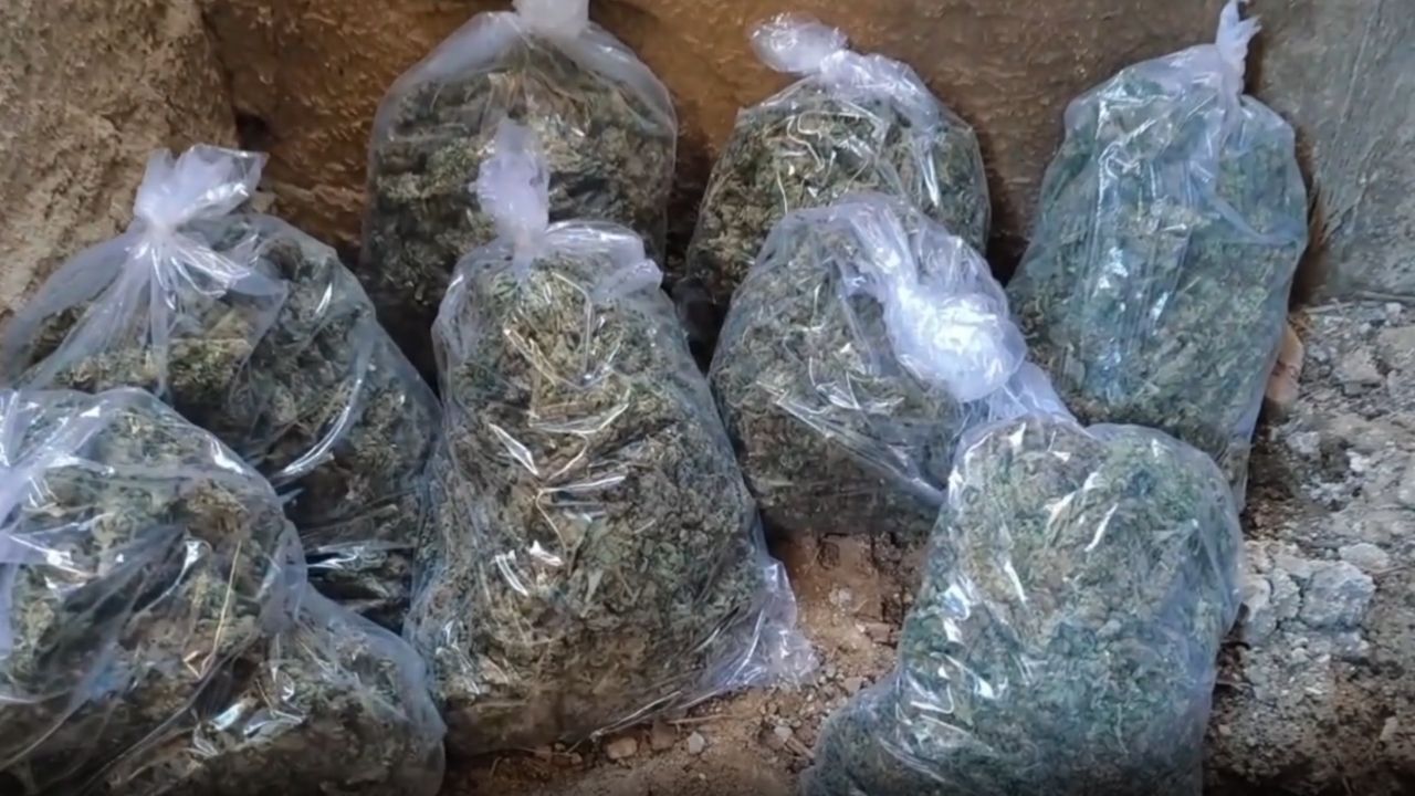 217 Bin Kök Kenevir İmha Edildi