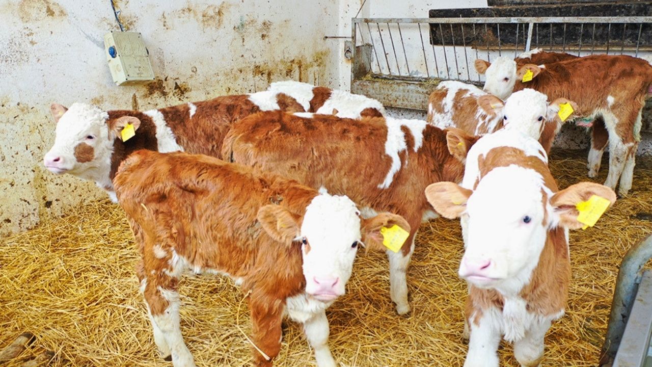 Uşak'ta Hayvancılık Destekleme Başvuruları Başladı: İşte 1. Dönem Takvimi
