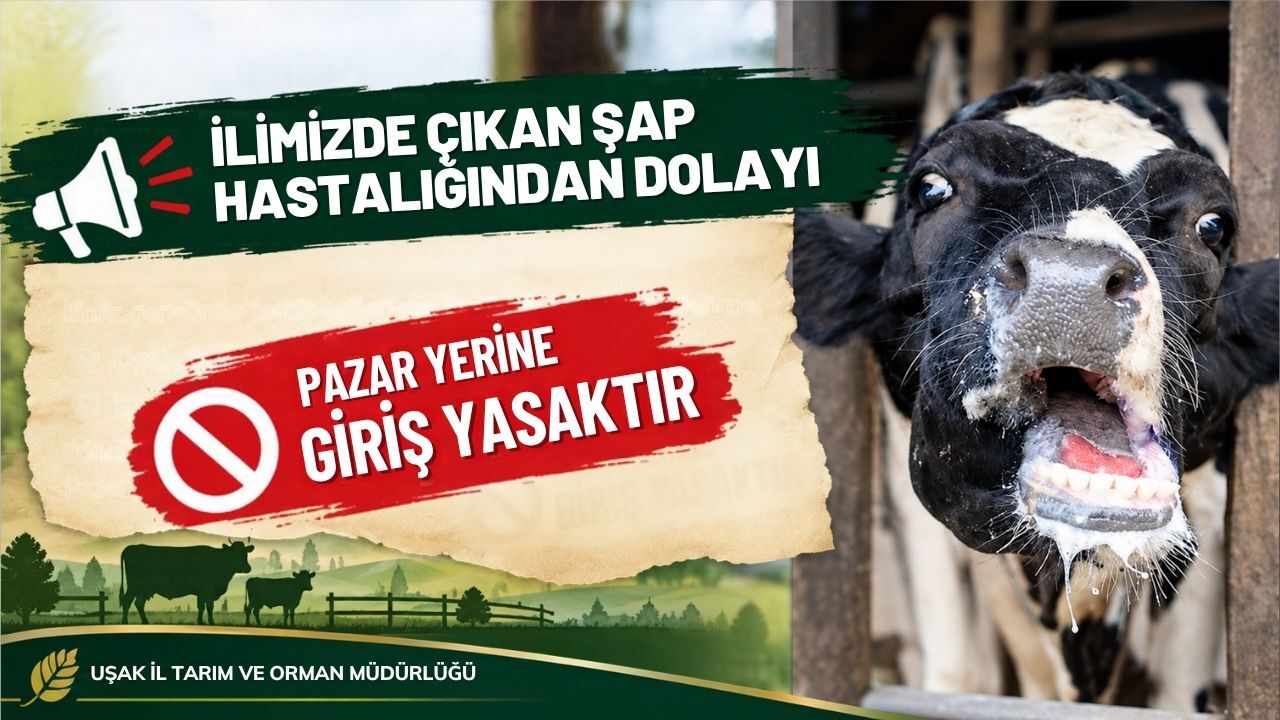 Uşak’ta Şap Hastalığı Alarmı! Hayvan Pazarları Kapatıldı