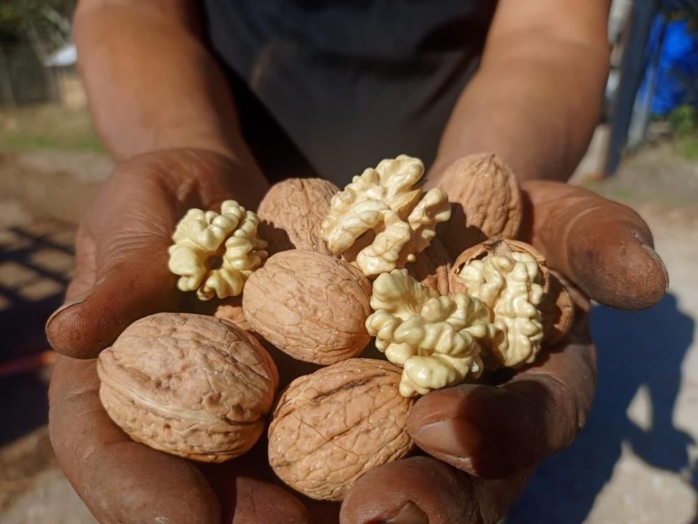 Bulkaz Dağı'nın Eteğinde Yetişiyor, Baklavacıların Gözdesi Oluyor